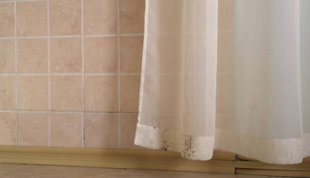 Best Emergency Mold Remediation  in Southgate, MI