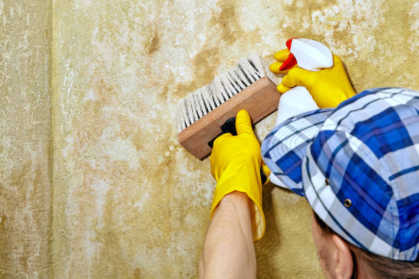 Best HVAC Mold Inspection and Cleaning  in Southgate, MI